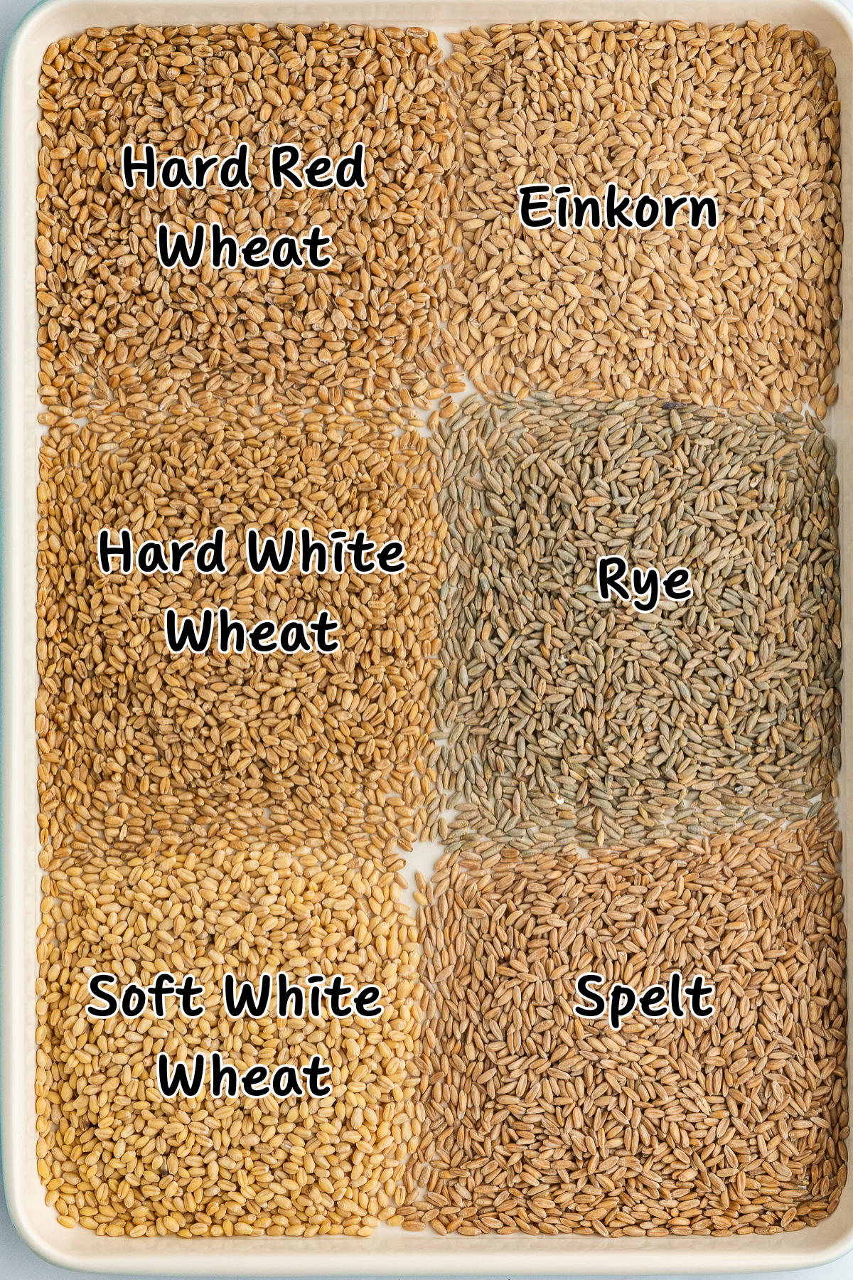 A baking sheet with separate piles of various whole grain berries