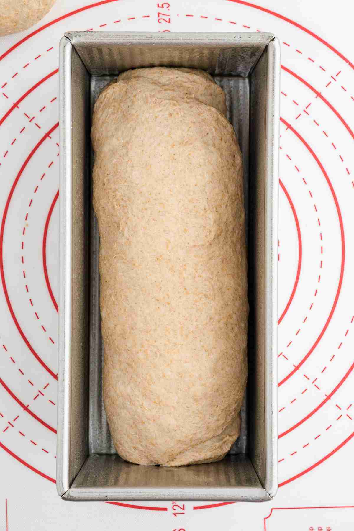 bread pan with fresh milled flour bread dough shaped into loaf ready for second rise