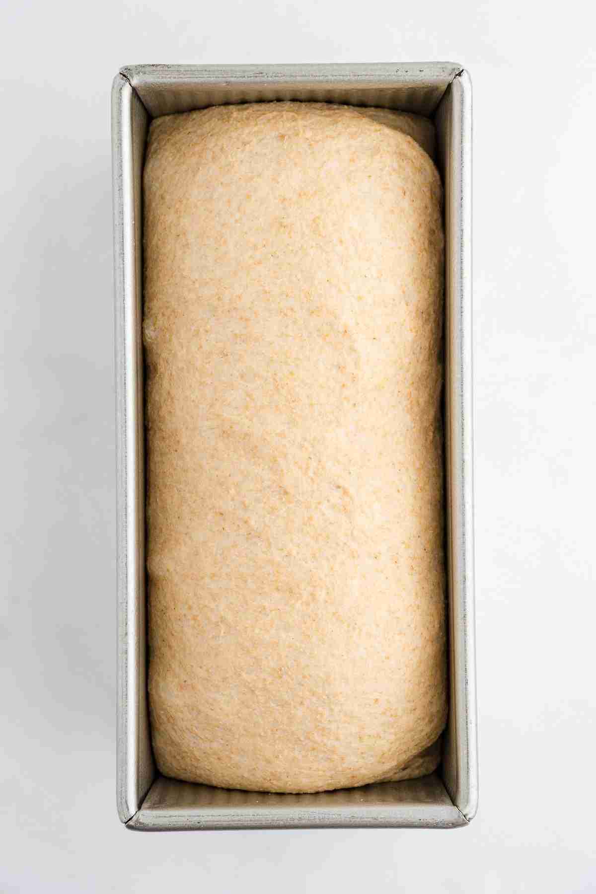 fresh milled sandwich bread dough risen in baking pan ready for baking