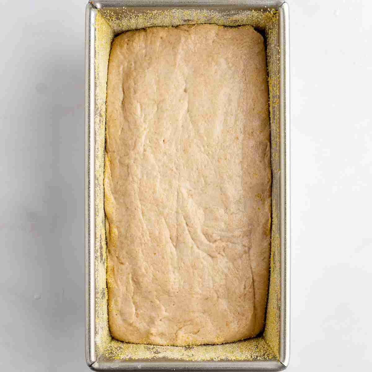baking pan with dough for fresh milled English muffin toasting bread ready to bake